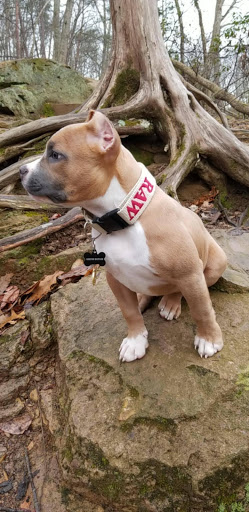 Gift Shop «Natural Mystics Smoke Shop», reviews and photos, 1002 Prince Edward St, Fredericksburg, VA 22401, USA