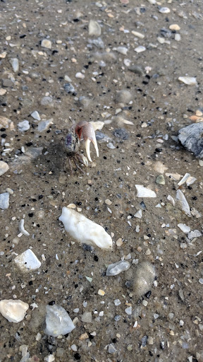 Park «Live Oaks Park», reviews and photos, 904 14th St, Port Royal, SC 29935, USA