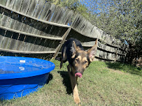 The Pariah Pack - Photo 6 - Car repair in San Antonio, TX, San Antonio