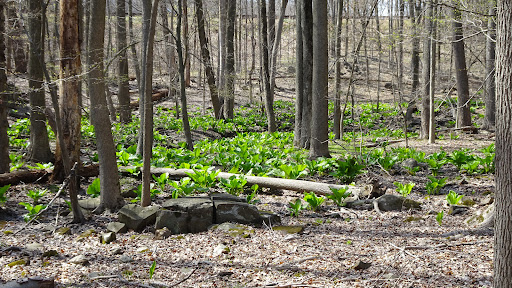 Nature Preserve «Greenbrook Nature Sanctuary», reviews and photos, Green Brook Rd, Tenafly, NJ 07670, USA