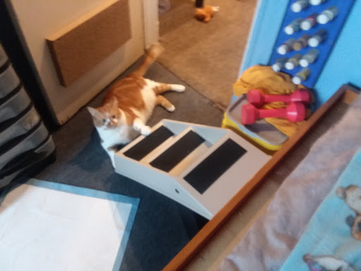 Pet Supply Store «Pet Supplies Plus», reviews and photos, 135-25 79th St, Howard Beach, NY 11414, USA