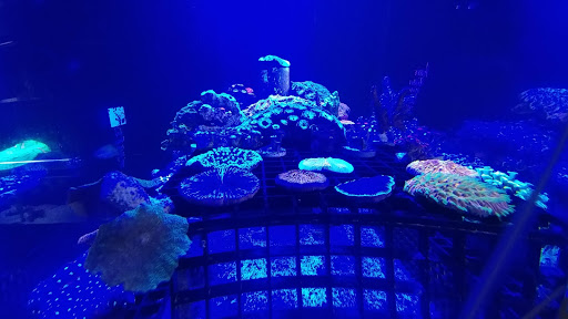 Tropical Fish Store «Living Art Aquarium», reviews and photos, 708 S Gammon Rd, Madison, WI 53719, USA