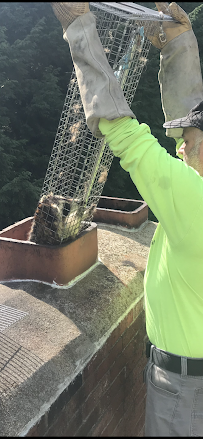 Nukingstreet Pest & Wildlife Control LLC - Photo 6 - Car repair in Enfield, CT, Springfield