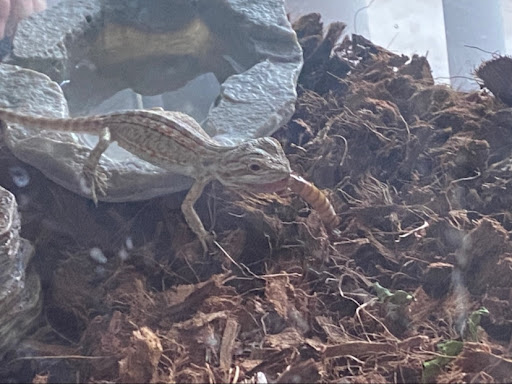 Pet Supply Store «PetSmart», reviews and photos, 6204 W Park Blvd, Plano, TX 75093, USA