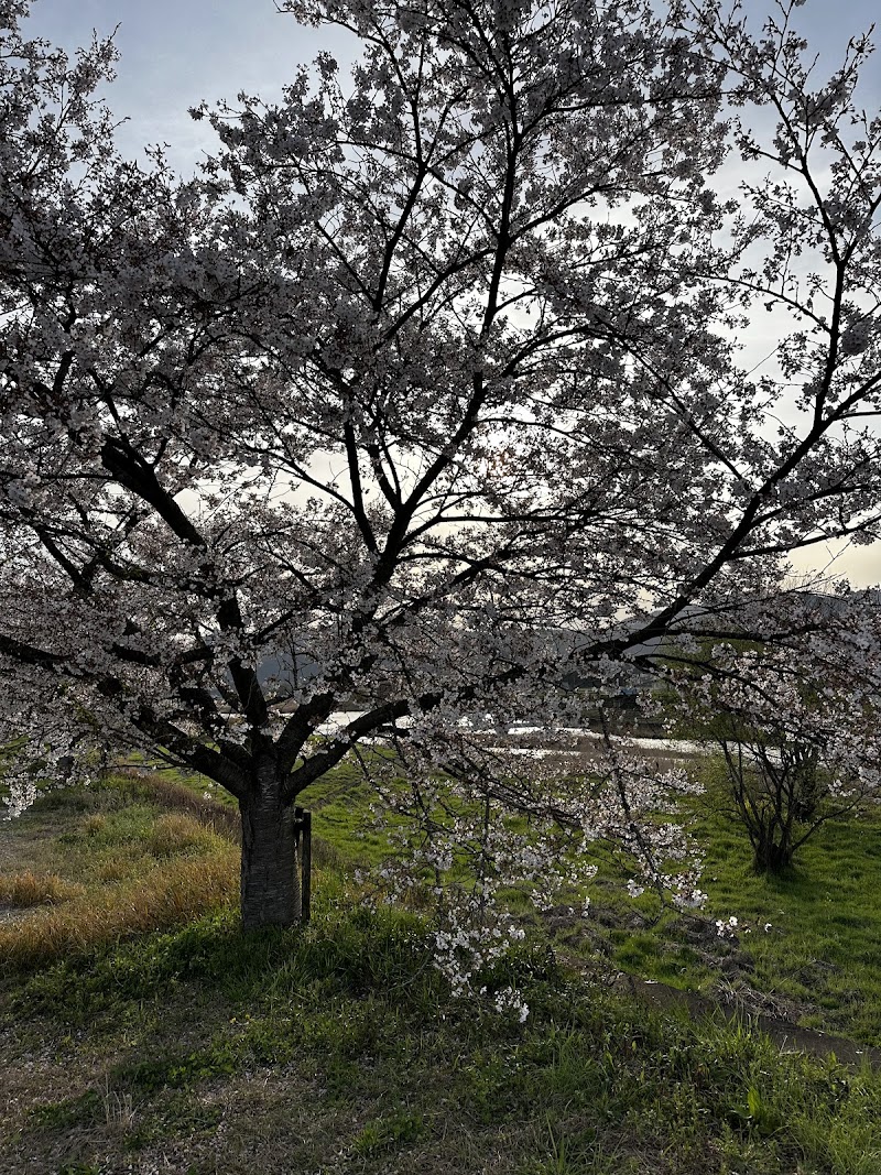 竹田川沿いの桜