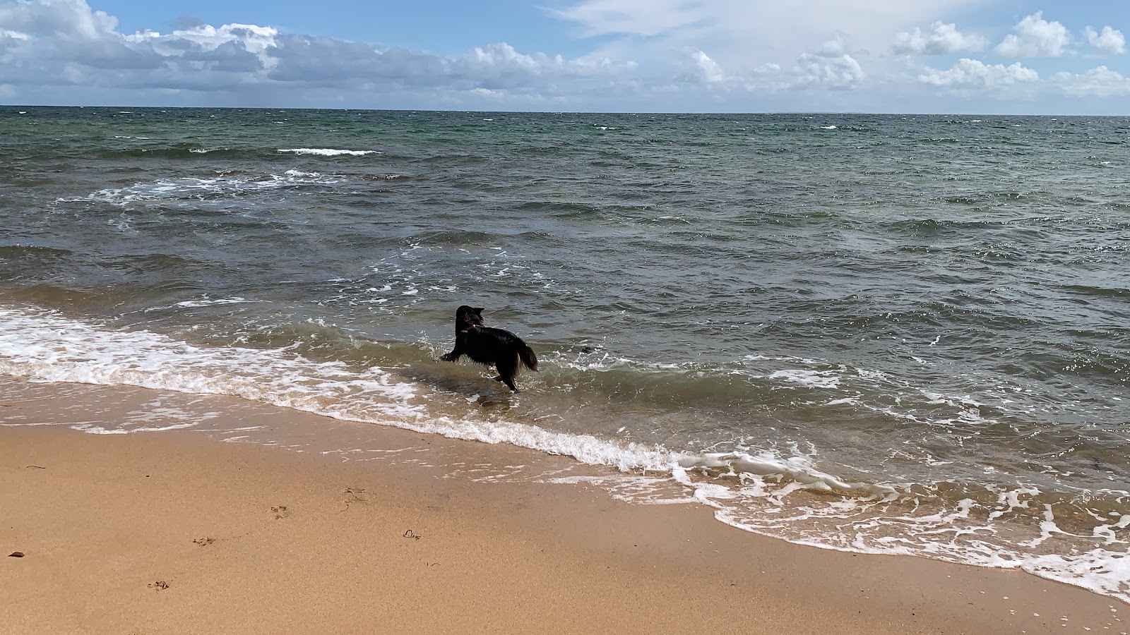 Photo of Leash Free Beach with straight shore