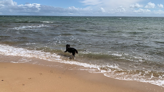 Leash Free Beach