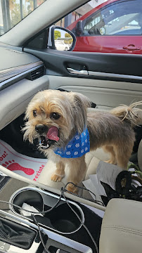 Bubbles Pet Grooming, Inc. - Photo 9 - Car repair in Hialeah, FL, Hialeah