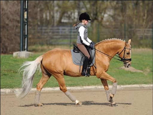 Horse riding lessons Calgary