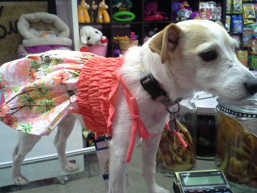 Pet Supply Store «Haute Dogs Boutique & Barkery», reviews and photos, 507 Georgia St, Vallejo, CA 94590, USA