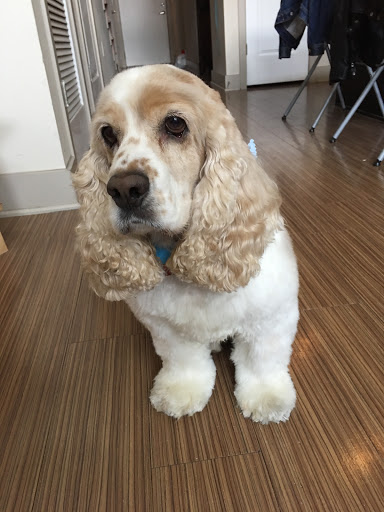 Pet Store «Oak Clips Pet Boutique & Grooming», reviews and photos, 502 N Edgefield Ave, Dallas, TX 75208, USA