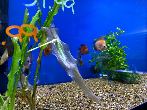 Pet Store «Fish Bowl Aquarium & Pet Mart», reviews and photos, 725 Providence St, West Warwick, RI 02893, USA