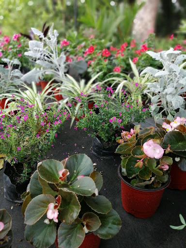 Plantas Tropicales. Es verde, es bonita