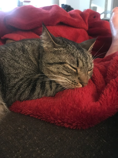 Pet Supply Store «Pet Supermarket», reviews and photos, 2696 N University Dr, Sunrise, FL 33322, USA