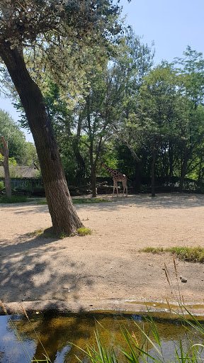 Zoo «Habitat Africa! The Forest», reviews and photos, 3300 Golf Rd, Brookfield, IL 60513, USA