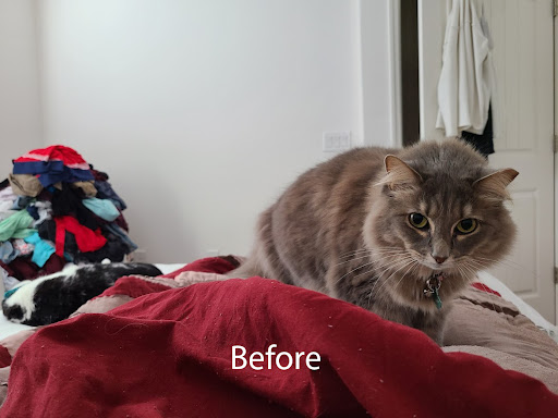 Pet Groomer «Woof Gang Bakery & Grooming Lake Nona - Retail, Grooming», reviews and photos, 10743 Narcoossee Rd, Orlando, FL 32832, USA