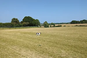Prospect Meadow - Secure Dog Walking Field image