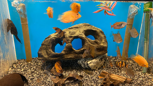 Aquarium Shop «Natural Life Aquarium», reviews and photos, 131 Southwood Center, South San Francisco, CA 94080, USA
