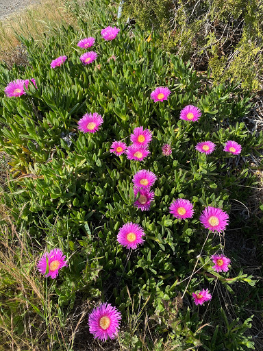 Produce Market «Pedrick Produce», reviews and photos, 6850 Sievers Rd, Dixon, CA 95620, USA