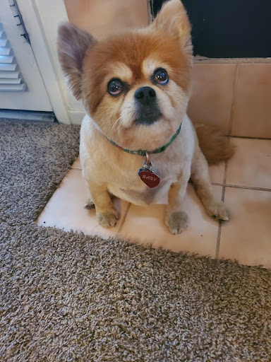 Pet Supply Store «PetSmart», reviews and photos, 1121 S Plaza Way, Flagstaff, AZ 86001, USA