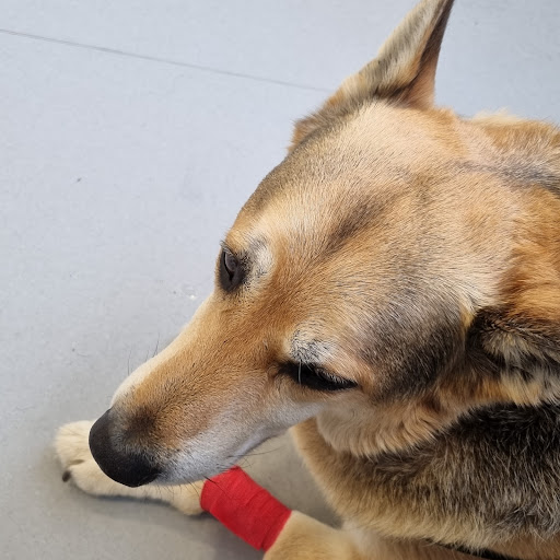 Clínica Veterinaria Adel en Torrejón de Ardoz