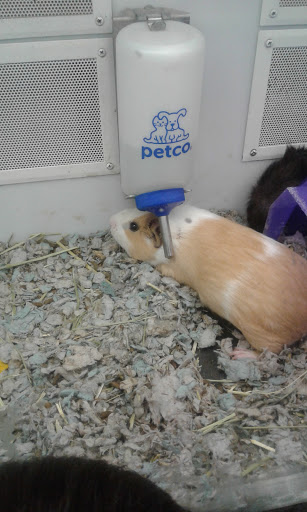 Pet Supply Store «Petco Animal Supplies», reviews and photos, 3430 W State St, Grand Island, NE 68803, USA