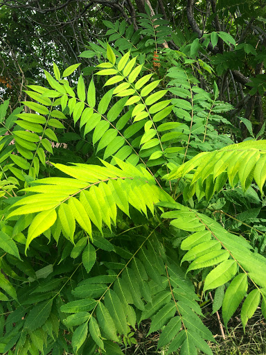 Park «Heritage Park», reviews and photos, 4425 W Cedar Hills Dr, Cedar Hills, UT 84062, USA