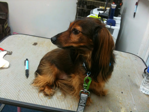 Boutique «Fetching Canine Grooming and Boutique», reviews and photos, 1490 W State Rd 434, Longwood, FL 32750, USA