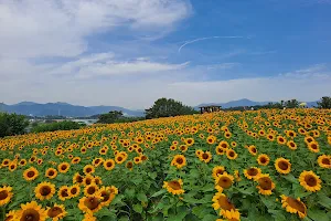 Gangju Sunflower Village image