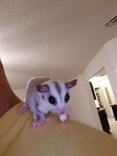 Pet Store «The Pet Glider, Glider World», reviews and photos, 11407 Craighead Dr, Houston, TX 77025, USA