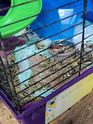 Pet Store «Deridder Pets», reviews and photos, 709 Mahlon St, DeRidder, LA 70634, USA