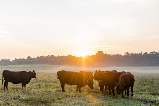 Cattle farm Greensboro