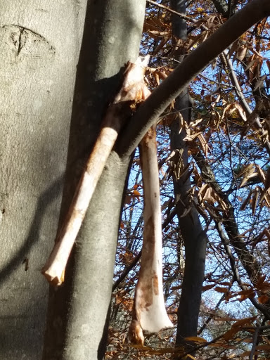 State Park «Blue Hills Reservation», reviews and photos, 695 Hillside St, Milton, MA 02186, USA