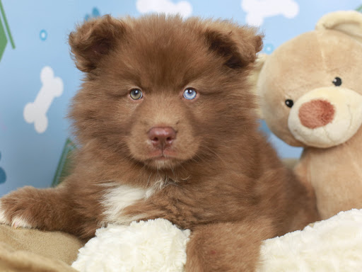 Pet Store «Animal Kingdom», reviews and photos, 4500 N Oracle Rd #254, Tucson, AZ 85705, USA