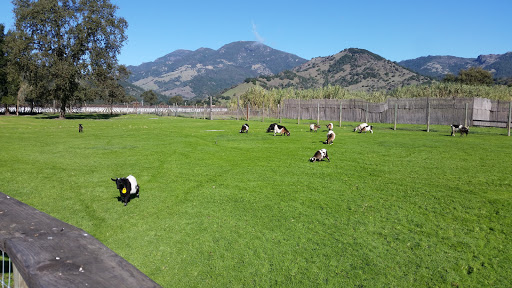 Tourist Attraction «Old Faithful Geyser of California», reviews and photos, 1299 Tubbs Ln, Calistoga, CA 94515, USA