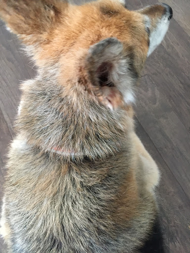 Pet Supply Store «PetSmart», reviews and photos, 3630 Peachtree Pkwy, Suwanee, GA 30024, USA