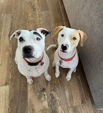 Loving Hands Pet Care - Photo 7 - Car repair in Round Rock, TX, Round Rock