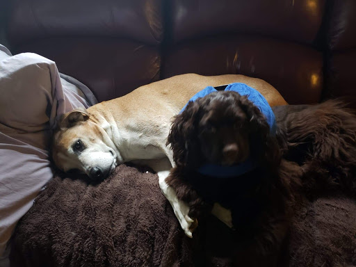 Pet Supply Store «Pet Supplies Plus», reviews and photos, 2424 W State St, Alliance, OH 44601, USA