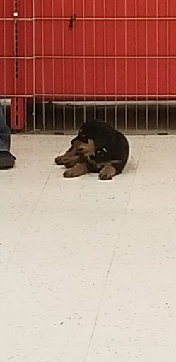 Pet Supply Store «Petco Animal Supplies», reviews and photos, 16095 W Bluemound Rd, Brookfield, WI 53005, USA