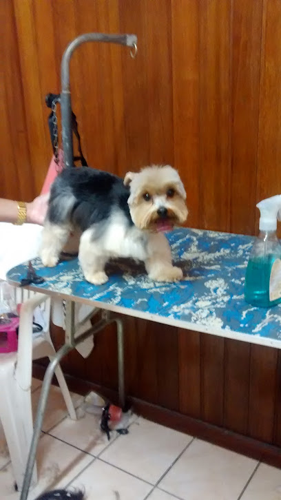 Pet Shop Cabeça Jardim Nossa Senhora do Carmo São Paulo