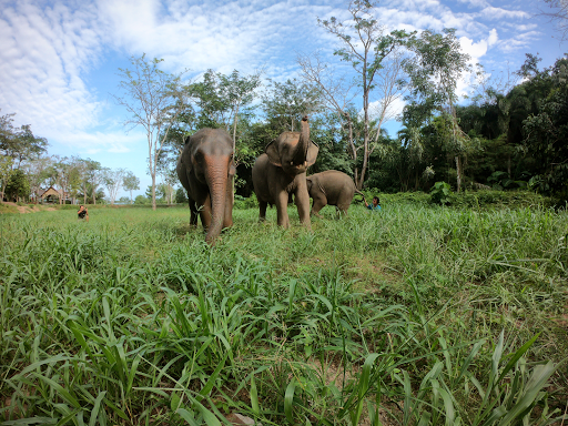 Phuket Nature Elephant Reserve