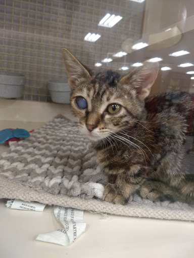 Pet Supply Store «Petco Animal Supplies», reviews and photos, 9137 Central Ave a, Montclair, CA 91763, USA