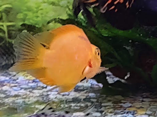 Grocery Store «Meijer», reviews and photos, 3710 Dix Hwy, Lincoln Park, MI 48146, USA