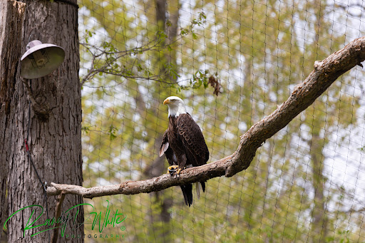 Zoo «Potter Park Zoo», reviews and photos, 1301 S Pennsylvania Ave, Lansing, MI 48912, USA