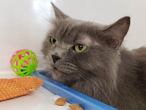 Pet Supply Store «Pet Supplies Plus», reviews and photos, 1258 Northlake Blvd, Lake Park, FL 33403, USA