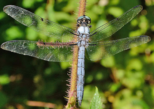 Nature Preserve «Governor Bridge Natural Area», reviews and photos, 7600 Governor Bridge Rd, Bowie, MD 20716, USA