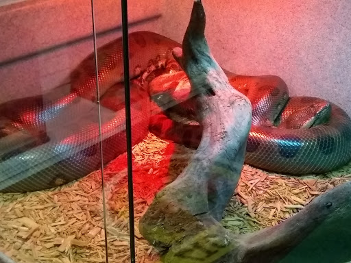 Pet Store «The Enclosure», reviews and photos, 1820 Golden Mile Hwy, Pittsburgh, PA 15239, USA