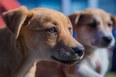 Estancia Canina, adopción y esterilización de mascotas