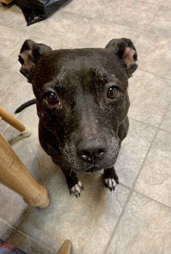 Pet Supply Store «Ace Pet Supply & K-9 Center Inc», reviews and photos, 206 Vanderpool St, Newark, NJ 07114, USA