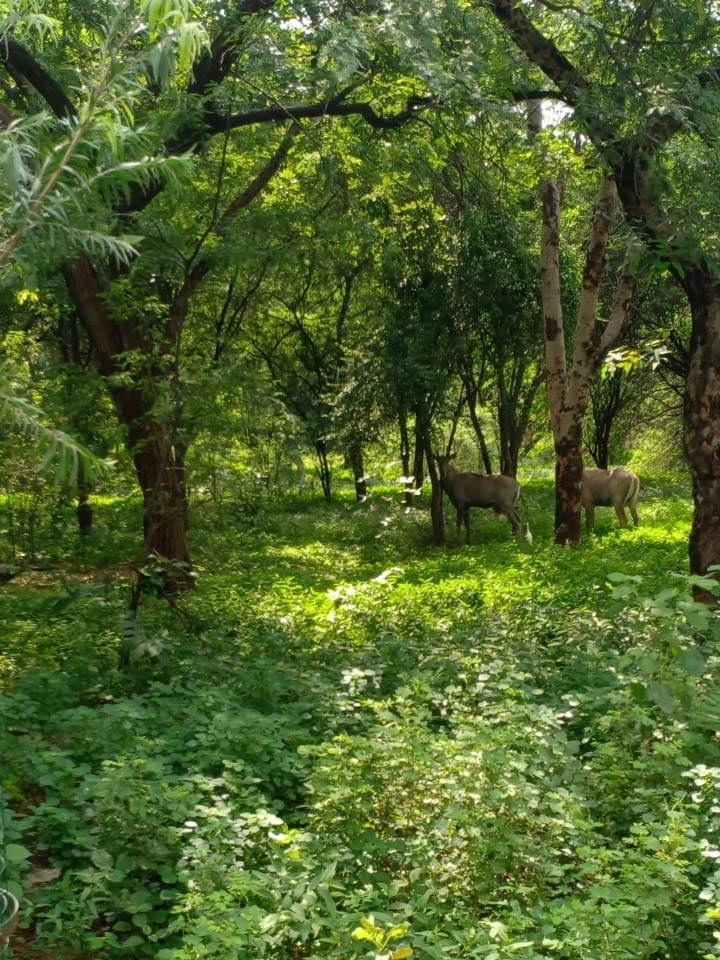 Gandhinagar, Hindistan